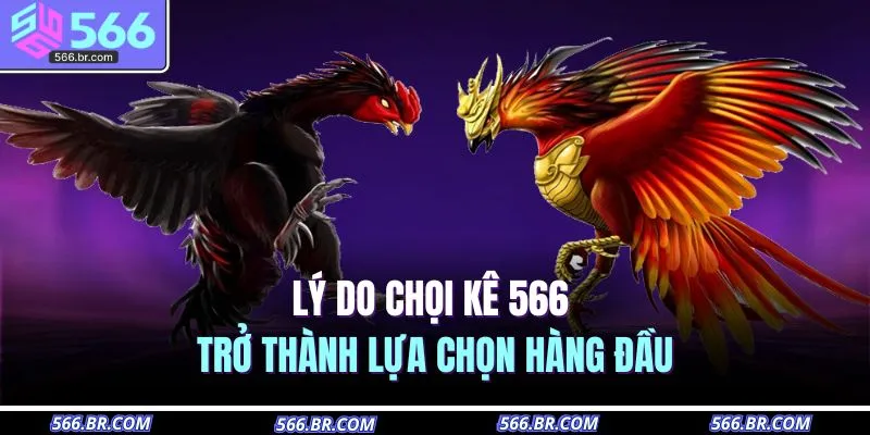 Lý do chọi kê 566 trở thành lựa chọn hàng đầu