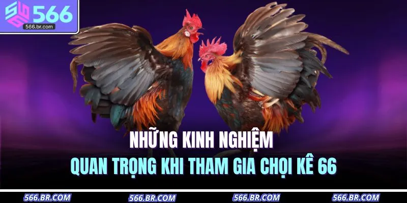 Những kinh nghiệm quan trọng khi tham gia chọi kê 66